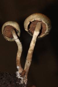 Psilocybe ovoideocystidiata image