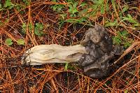 Helvella lacunosa image