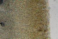 Psilocybe muliercula image