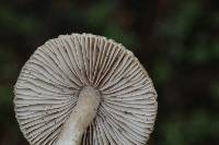 Inocybe kauffmanii image