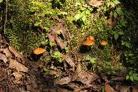 Psilocybe muliercula image