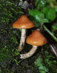 Psilocybe muliercula image