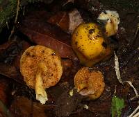 Pulveroboletus curtisii image