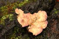 Trichaptum biforme image