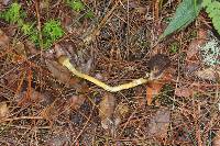 Elaphocordyceps capitata image