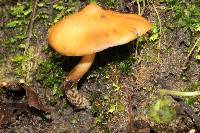 Psilocybe muliercula image