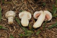 Agaricus campestris image