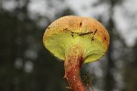 Pulveroboletus ravenelii image