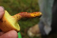 Pulveroboletus ravenelii image