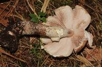 Agaricus subrutilescens image