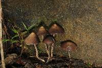 Psilocybe zapotecorum image
