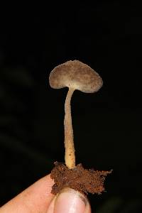 Helvella chinensis image