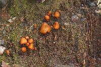Psilocybe muliercula image