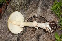 Amanita gemmata image