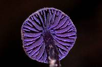 Cortinarius bibulus image