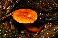 Hygrophoropsis aurantiaca image