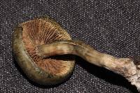 Psilocybe ovoideocystidiata image