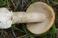 Amanita velosa image