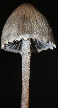 Panaeolus papilionaceus image