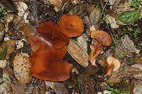 Lactarius rufulus image