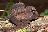 Gyromitra infula image