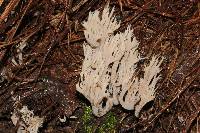 Clavulina coralloides image