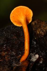 Hygrophoropsis aurantiaca image