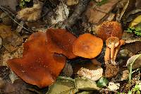 Lactarius rufulus image