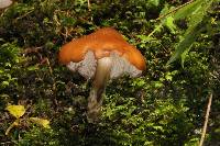 Psilocybe muliercula image