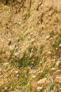 Psilocybe zapotecorum image