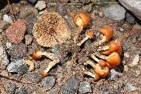 Psilocybe muliercula image