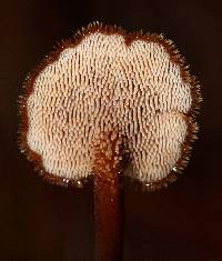 Auriscalpium vulgare image