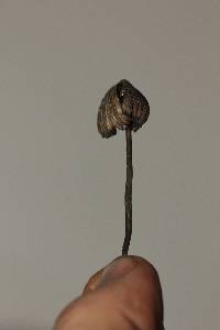 Psilocybe mexicana image