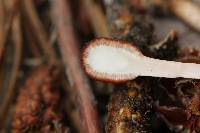 Ophiocordyceps gracilioides image