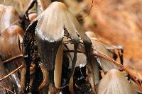 Coprinopsis atramentaria image