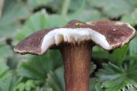 Lactarius lignyotellus image