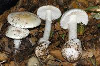 Amanita ocreata image