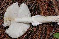 Amanita xylinivolva image