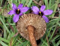 Lactarius lignyotellus image