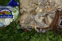 Pleurotus ostreatus image