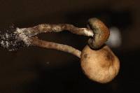 Psilocybe ovoideocystidiata image