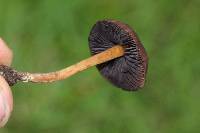 Psilocybe subtropicalis image