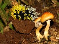 Psilocybe cubensis image