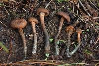 Inocybe calamistrata image