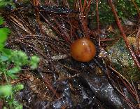 Psilocybe zapotecorum image