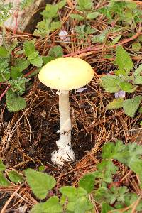 Amanita gemmata image