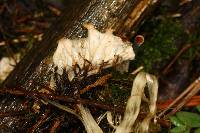 Peltigera austroamericana image