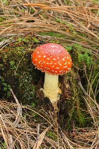 Amanita muscaria image