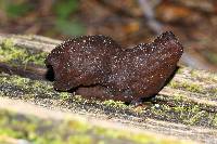 Gyromitra infula image