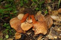 Lactarius rufulus image